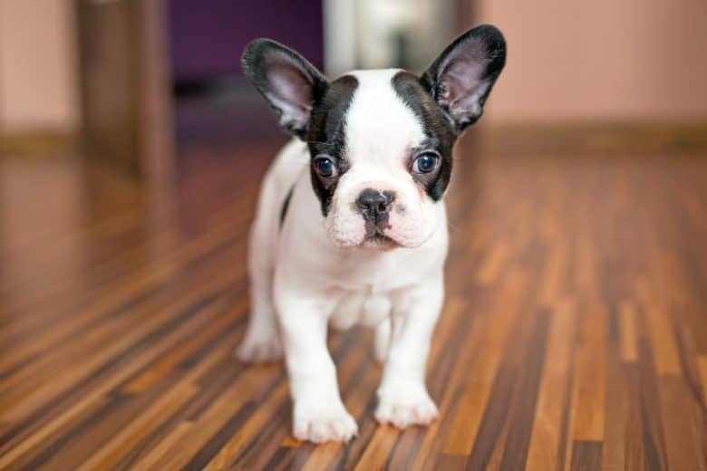 French Bulldog puppy indoors