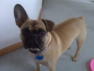 A French Pug puppy with one floppy ear, looking at the camera