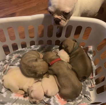 Puppy ned with 5 newborn Frenchton puppies and their mom