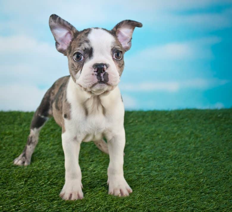Frenchton puppy standing in the grass with a blue sky behind him