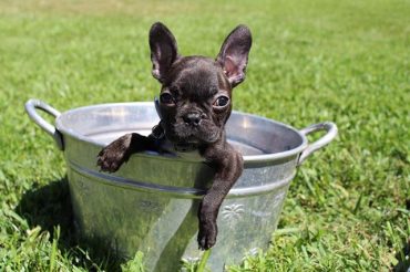 Frenchton puppy in a bucket
