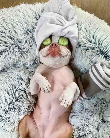 A Frenchton pup having a relaxing spa day