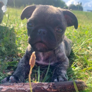 A close-up photo of a cute Frug puppy