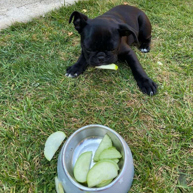 A Frug puppy enjoying some green apples