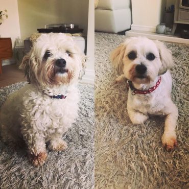 Before and after photo of a groomed Shichon