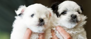 holding pomeranian and poodle puppies