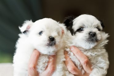 holding pomeranian and poodle puppies