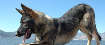 A Kunming Wolfdog AKA Chinese German Shepherd