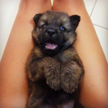 A cute and happy Kunming Wolfdog puppy