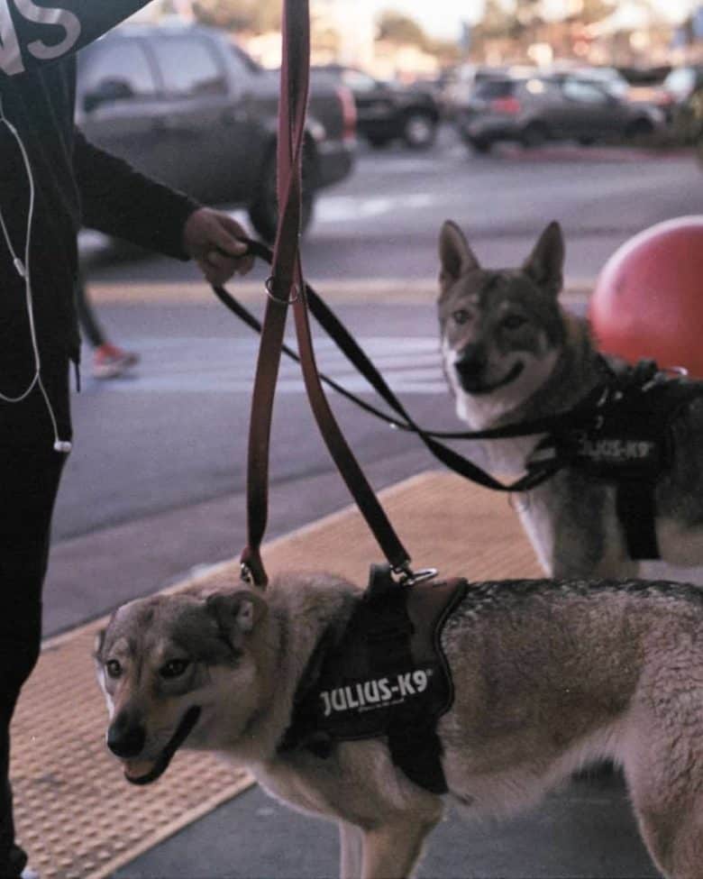 Two Kunming Wolfdogs wearing a vest and on the job
