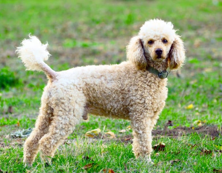 Poodle dog standing on the field