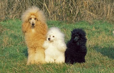 Trois chiens Caniches avec des couleurs de robe différentes