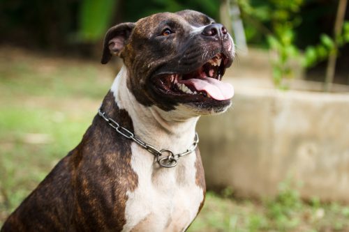 Bullypit: Is the American Bulldog Pitbull Mix Your Kind of Dog? - K9 Web