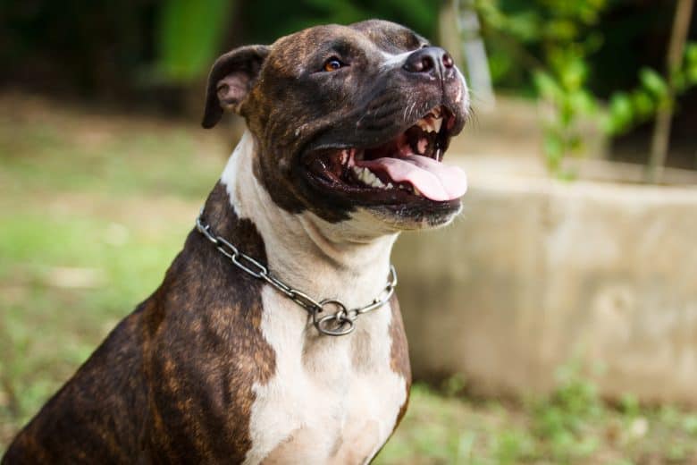 Portrait of American Pitbull Terrier