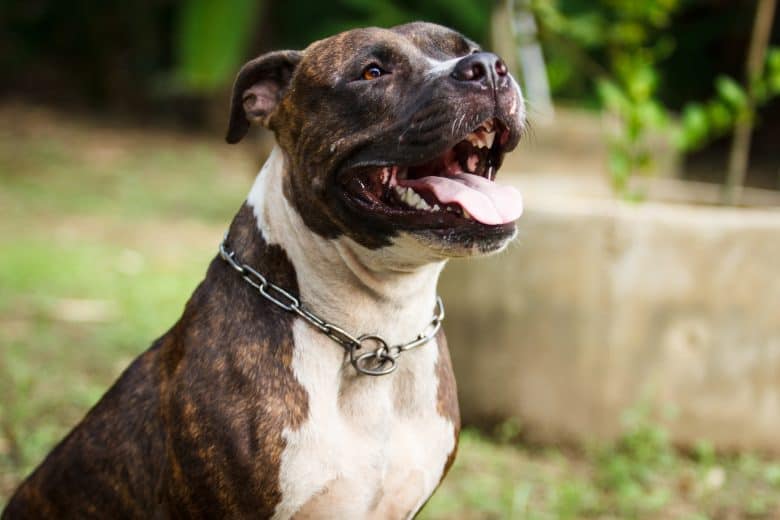 Portrait of American Pittbull Terrier