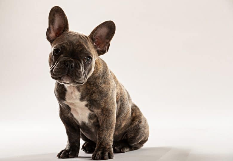 Portrait of small French Bulldog puppy with big ears