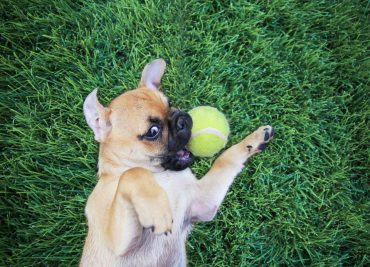 pug chihuahua mix puppy playing with a ball