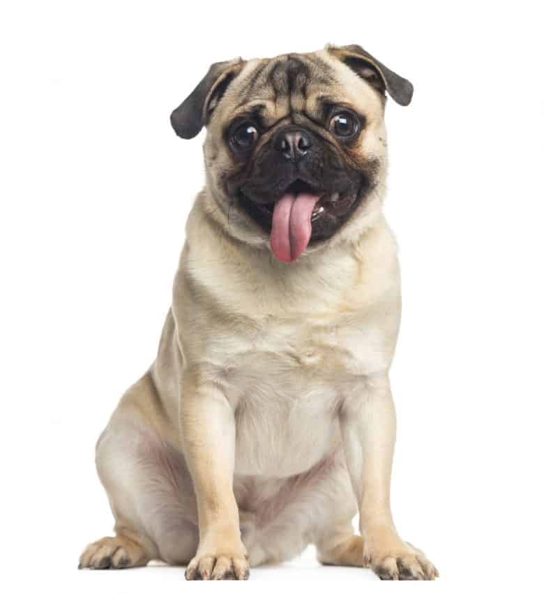 Pug, sitting and panting on a white background 1 year old, is