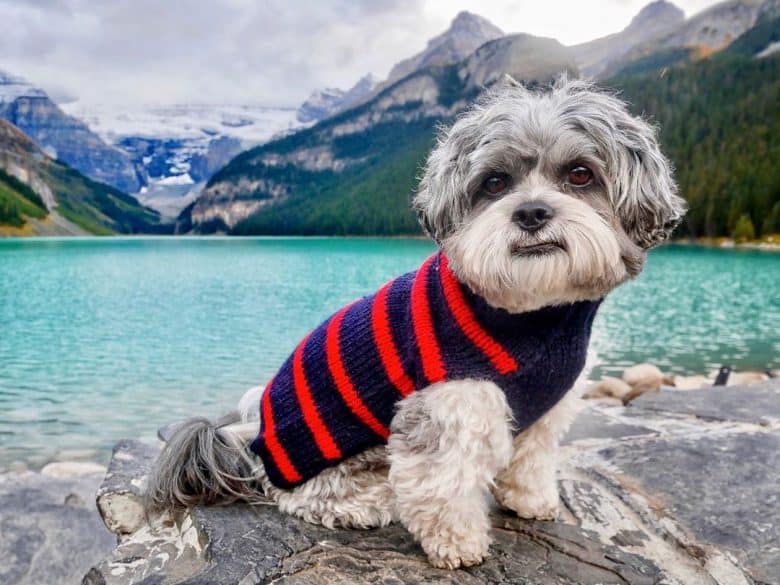 A full-grown Shichon wearing a sweater while traveling with its owner