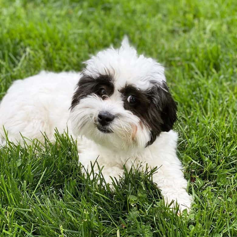 A Shichon puppy laying on the grass while posing for the camera