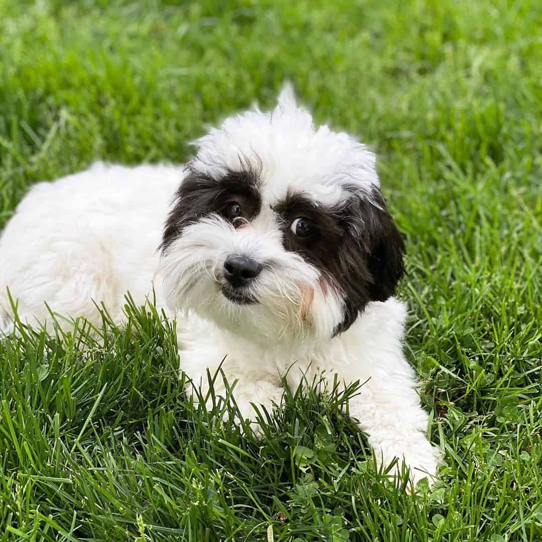 The Shichon A K A Shih Tzu and Bichon Mix Everything you need to 