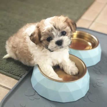An adorable Shichon puppy playing with its bowls