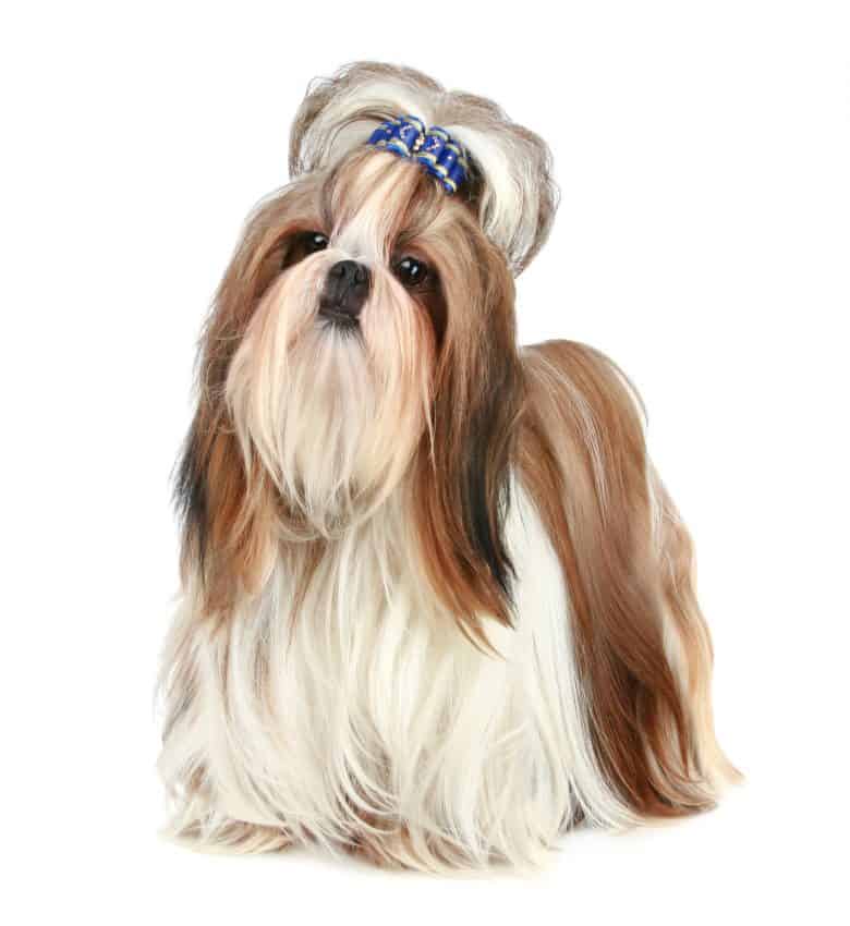 A full-grown Shih Tzu with a cute hair tie