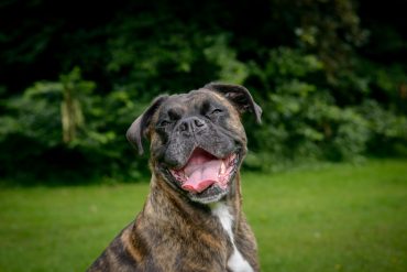 Happy adult brindle boxer dog resting on grass facing the camera panting and showing its tongue