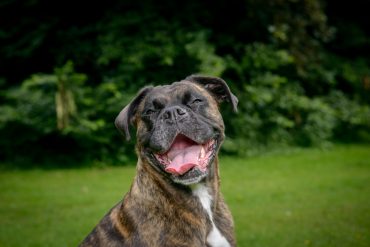 Chien boxer bringé adulte heureux reposant sur l'herbe face à la caméra haletant et montrant sa langue