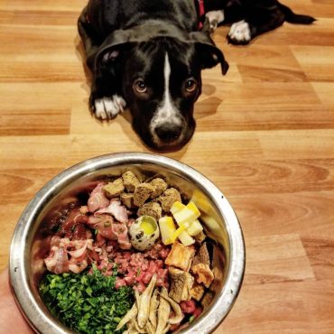 The American Bulldog Pitbull Mix 2