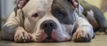 The American Bulldog Pitbull Mix