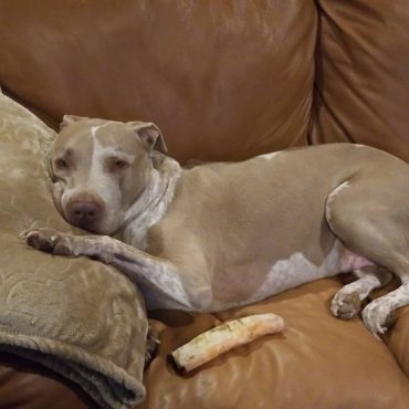 The American Bulldog Pitbull Mix 4