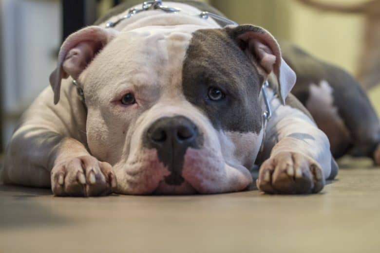 red nose pitbull bulldog mix