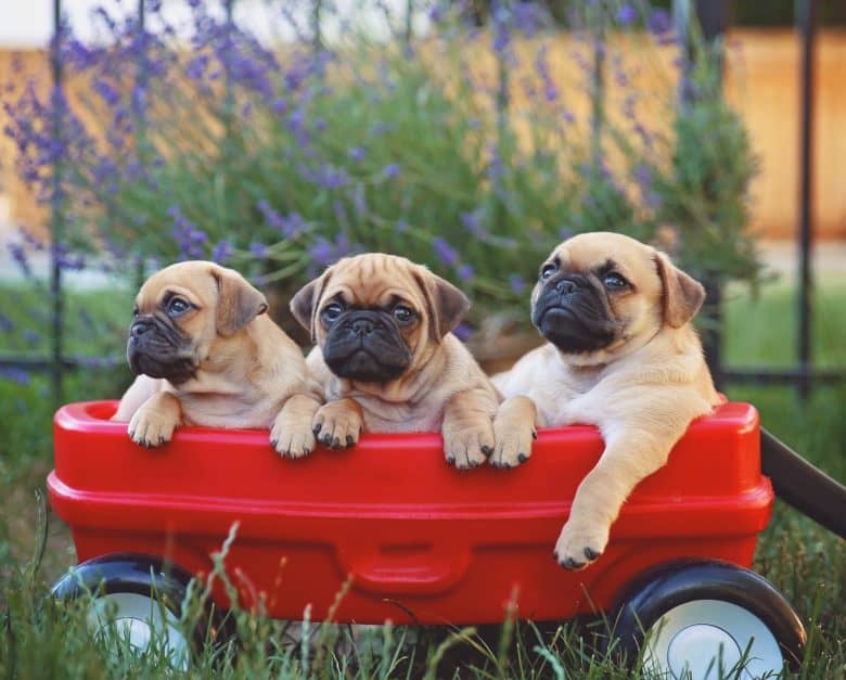 Three Chugs in a red wagon