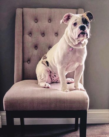 Victorian Bulldog on a chair