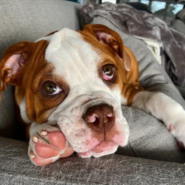 Victorian Bulldog on the couch