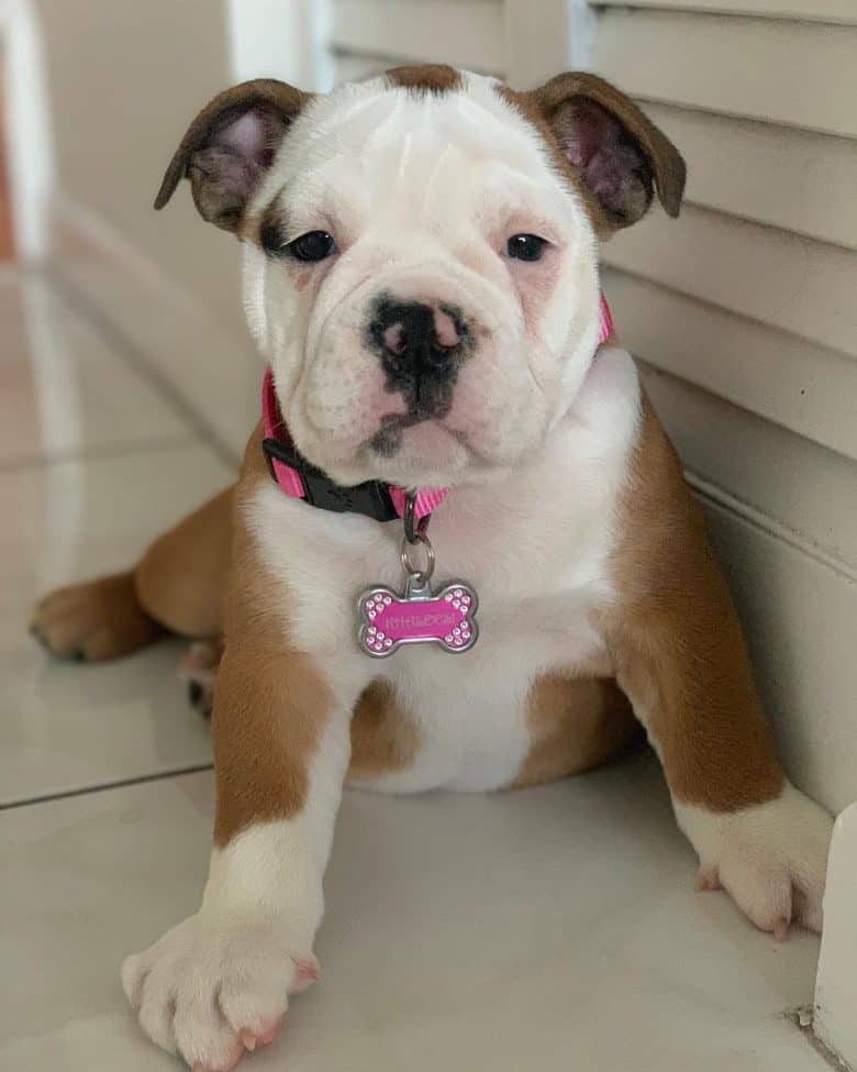 Khaleesi, the Victorian Bulldog puppy