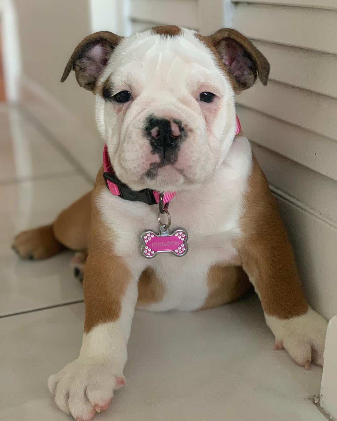 Introducing the Healthy, Happy Victorian Bulldog - K9 Web
