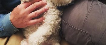 White Bichon Poodle mix laying on its owner's lap