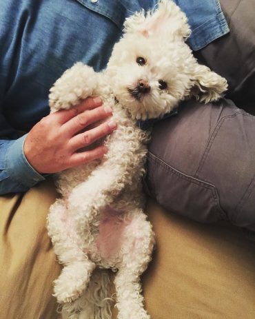 White Bichon Poodle mix laying on its owner's lap