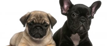 Mixing a Pug and a French Bulldog creates a Frug dog