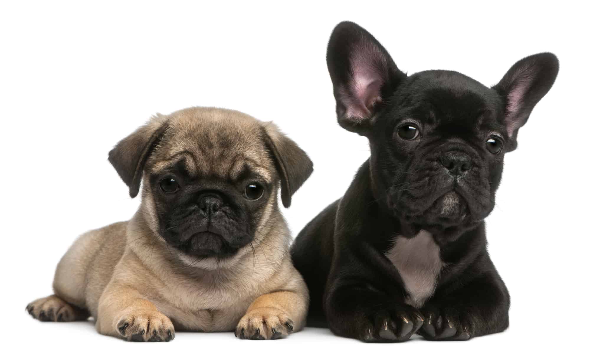 Frug Puppies French Bulldog Mix With Pug / May I Present A French ...