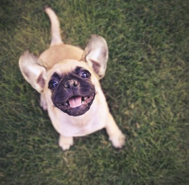 Chihuahua Pug mix puppy playing outside