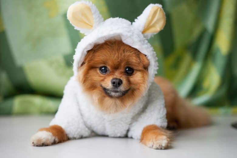 Pomeranian puppy dressed as a lamb