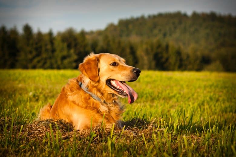 1 year old Golden Retriever dog