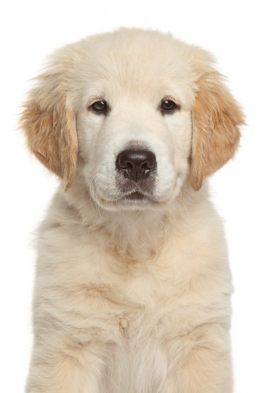 Golden Retriever puppy 3 month