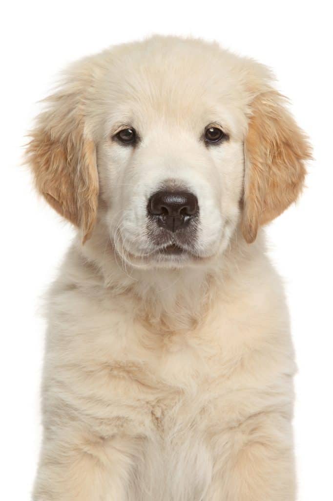 Golden Retriever Growth and Weight Chart Ultimate Guide
