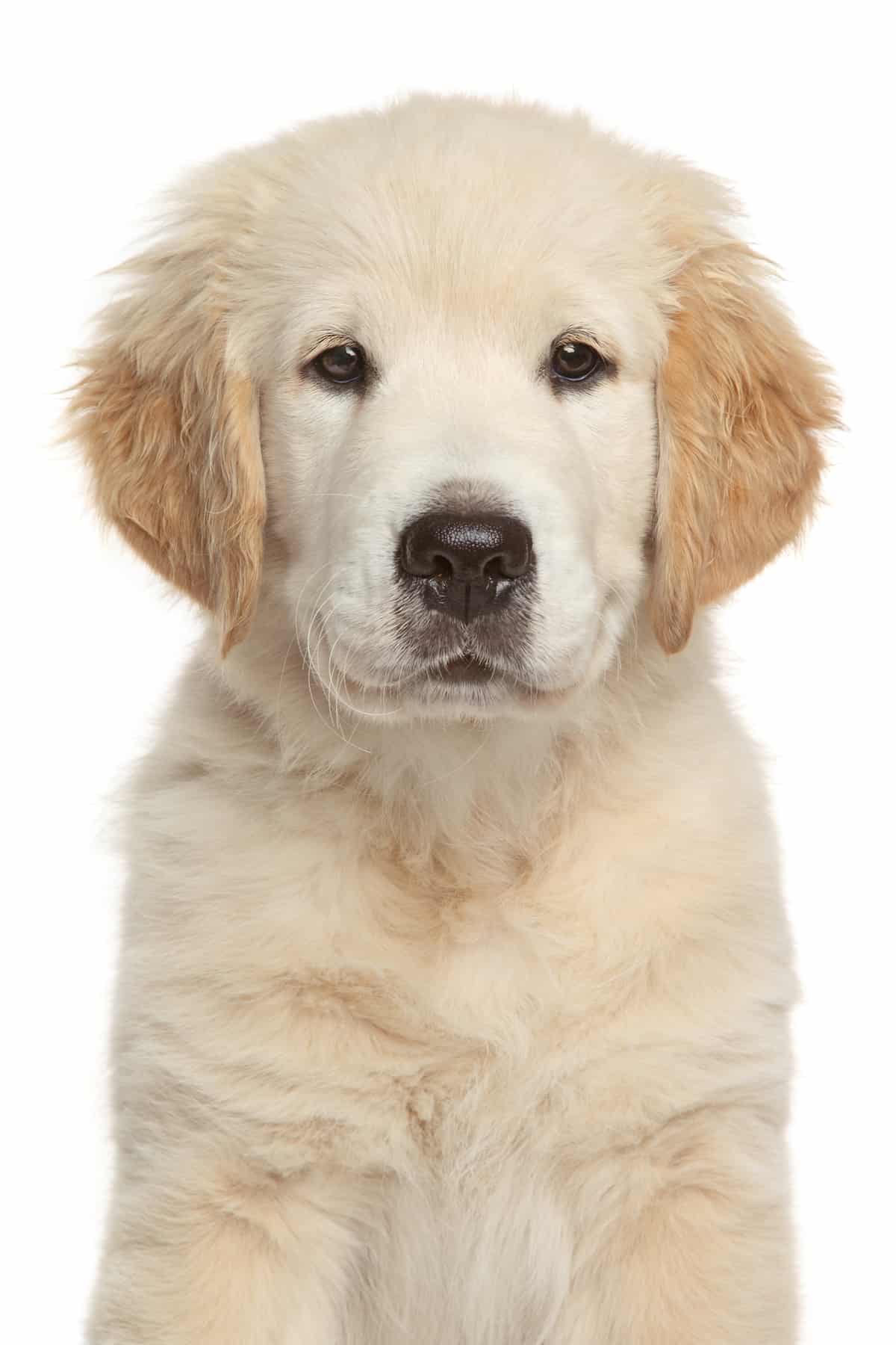 Golden Retriever Growth and Weight Chart Ultimate Guide