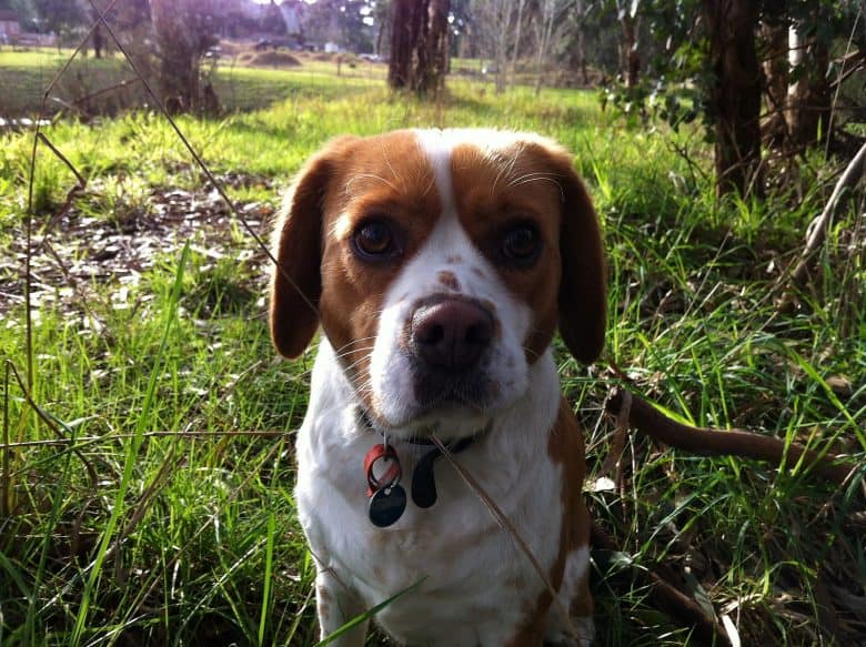 Beaglier dog