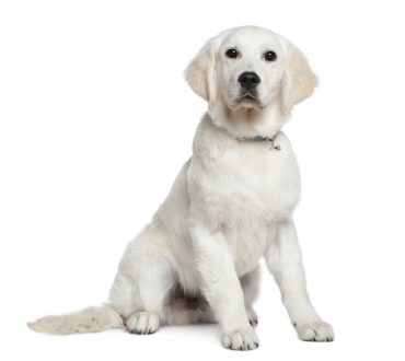 Golden Retriever puppy, 5 months old